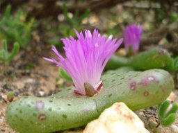 Diplosoma retroversum leaves green 